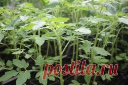 Что положить в лунки при высадке рассады томатов в грядки - Садоводка