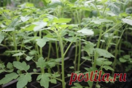 Что положить в лунки при высадке рассады томатов в грядки - Садоводка