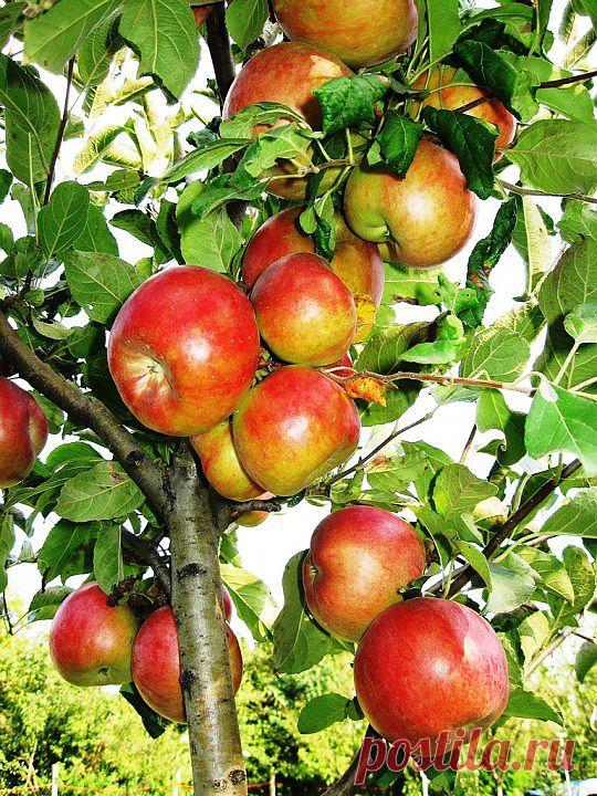 Ветка  яблок...