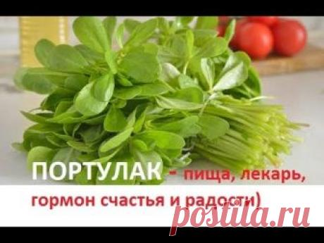 144. ПОРТУЛАК — пища, лекарь, гормон счастья и радости)