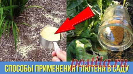 Как кукурузная мука меня выручила в Саду и Огороде Лучшая альтернатива химическим препаратам Дачные Хитрости