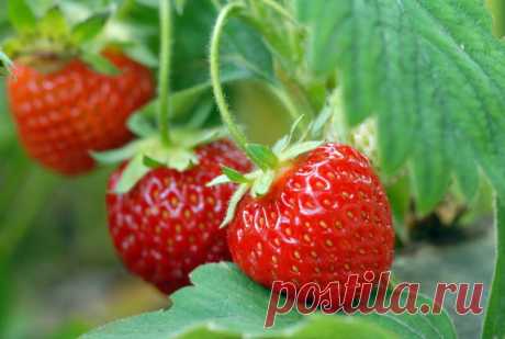 Правила сбора урожая клубники в совхозе им. Ленина
Июнь – горячая пора для любителей ягод. В это время по всей стране собираются тонны сладкой клубники. Особенно интересно, как это происходит в совхозе им. Ленина – монополисте в области выращивания земляничных культур. Клубника. Иллюстрация для статьи используется по стандартной лицензии ©life-hacky.ru История совхоза Совхоз им. Ленина был основан в 1918 году. Тогда он назывался […]
Читай дальше на сайте. Жми подробнее ➡