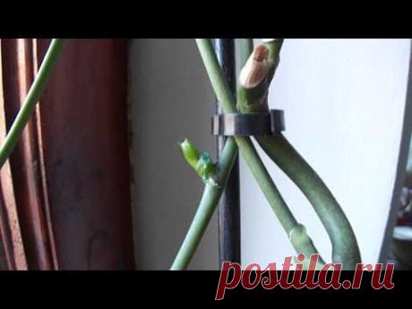 Хочу детку на орхидее. Когда лучше использовать пасту, чтоб получить детку.