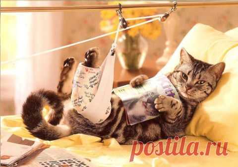 Мурзик - симулянт | Приколисты