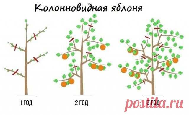 Обрезка плодовых деревьев весной – советы для начинающих и не только