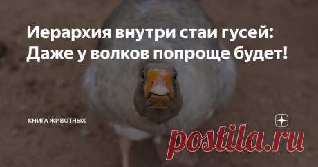 Иерархия внутри стаи гусей: Даже у волков попроще будет! Статья автора «Книга животных» в Дзене ✍: Многие наслышаны о социальной структуре волчьей стаи. Альфа пара, их дети постарше, дети помладше.