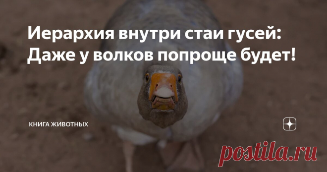 Иерархия внутри стаи гусей: Даже у волков попроще будет! Статья автора «Книга животных» в Дзене ✍: Многие наслышаны о социальной структуре волчьей стаи. Альфа пара, их дети постарше, дети помладше.