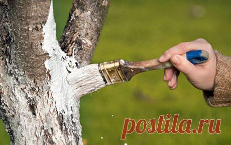 Обработка деревьев весной от вредителей и болезней: самые эффективные препараты