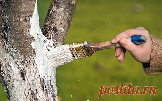 Обработка деревьев весной от вредителей и болезней: самые эффективные препараты