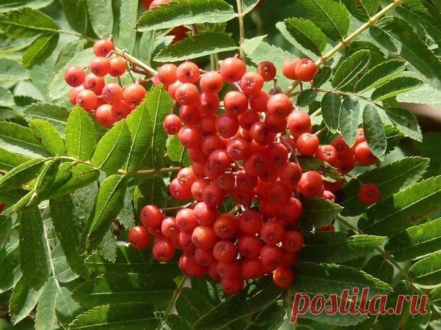 Рецепты лечения корой и плодами рябины