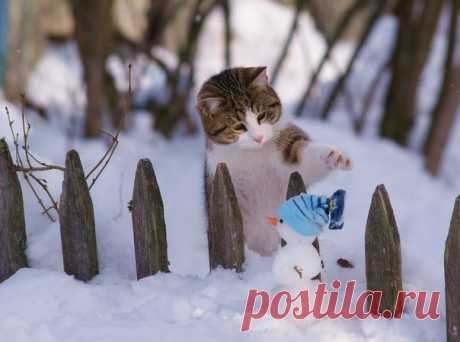 Котики