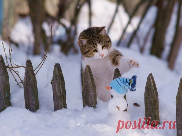 Котики