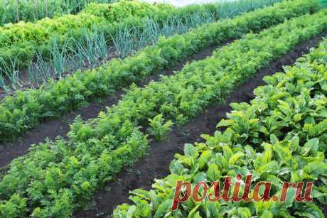 Сорта овощей, которые я сажаю из года в год и не собираюсь от них отказываться | Мое любимое подворье | Яндекс Дзен