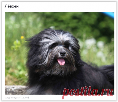 «Золотые» собаки: 5 самых дорогих в мире пород собак!