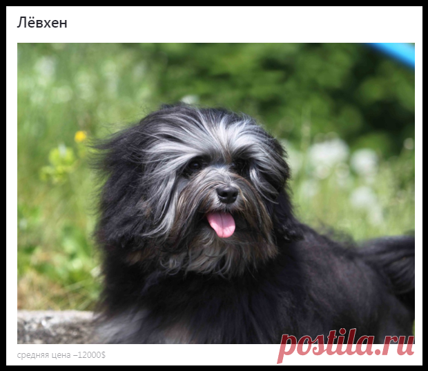 «Золотые» собаки: 5 самых дорогих в мире пород собак!