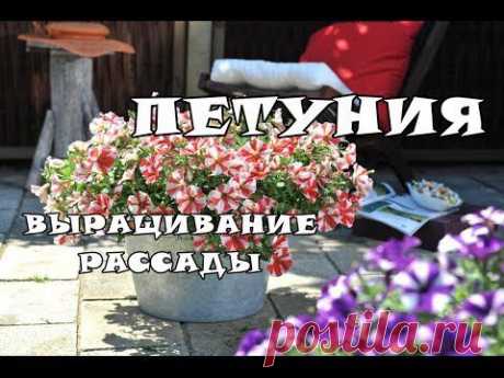 Выращивание рассады петунии из семян. Часть 1 - YouTube