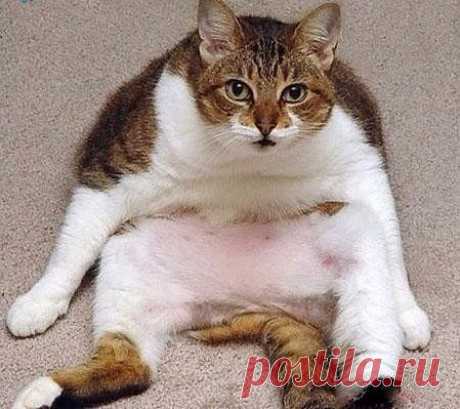 Увидев на холодильнике всего 2 магнитика - &quot;Магадан&quot; и &quot;Колыма&quot;, квартирные воры вымыли посуду и покормили кота...))