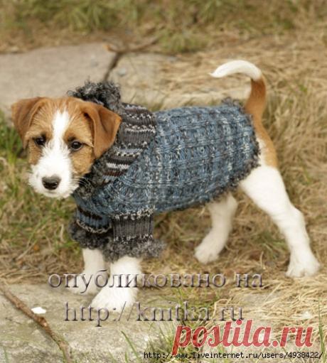 Свитер для собак.