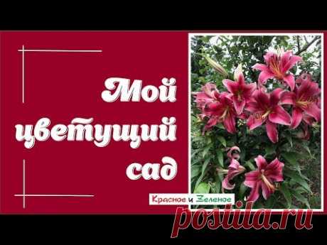 Мой цветущий сад. Сад красок и ароматов.