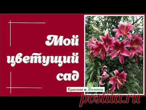 Мой цветущий сад. Сад красок и ароматов.