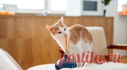 Ветеринар Шеляков: аромадиффузоры вредны для кошек. Врач-ветеринар Михаил Шеляков рассказал о вреде аромадиффузоров для здоровья кошек. Читать далее