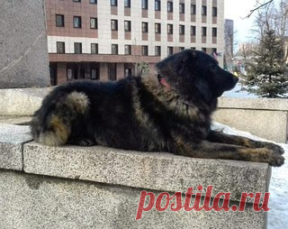 Москва и Московская область! В Никольском пропал пес по кличке РЕНО!

Кавказская овчарка, мальчик, окрас черный со светлыми пятнами. Особые приметы: светлые «шаровары» на задних лапах. Был без ошейника. Есть чип.
Постоянно жил в г. Реутов. Пропал 23 ноября 2017г. в Никольском, на ул. Суздальской! Может объявиться в Никольском, Салтыковке, Реутово, Новокосино, Балашихе, Железнодорожном, Некрасовке и др. близлежащих районах. Собака большая, не заметить ее сложно. Пожалуйста,...