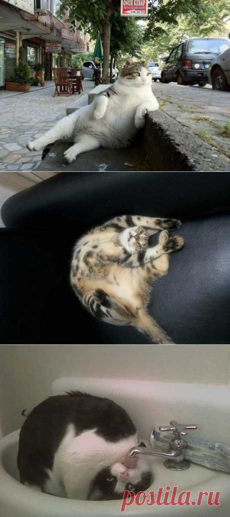 ФотоТелеграф 15 правил жизни настоящего кота