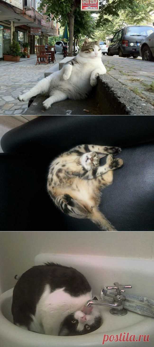 ФотоТелеграф   15 правил жизни настоящего кота
