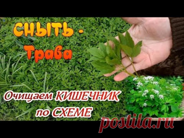 СНЫТЬ ТРАВА - ОДНА ПОЛЬЗА.  КАК ПРИНИМАТЬ ЭТО ЧУДО по СХЕМЕ  ТРИ РЕЦЕПТА  очень важных для организма
