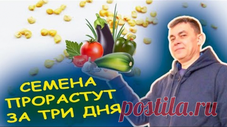 Семена ПЕРЦА прорастают мгновенно после такой обработки. Проращивание семян перца перед посадкой.