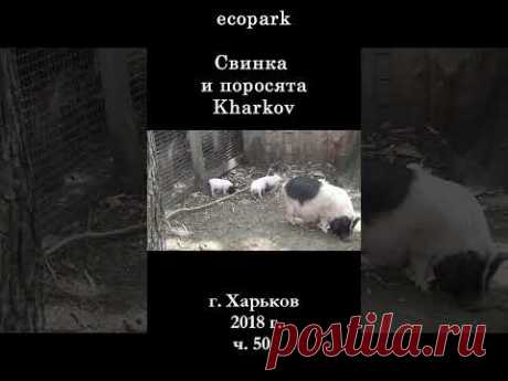 █ ЭкоПарк Харьков ч.50 / Свинка и поросята / 2018 г. #shorts
