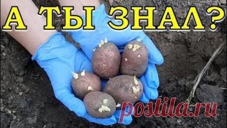 КАРТОФЕЛЬ: садим по-новому!
