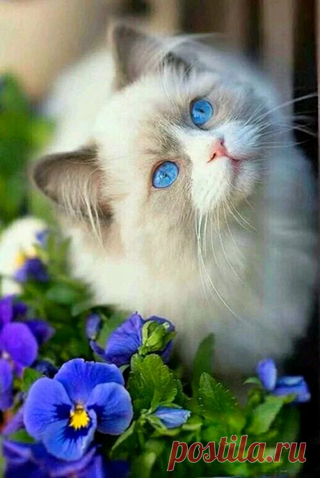 Cat Lovers – Google+