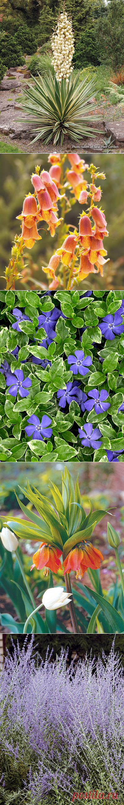 11 deer- and rabbit-resistant plants | Garden Gate