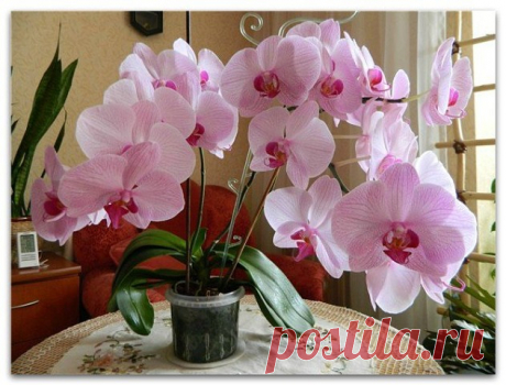 (40) Одноклассники