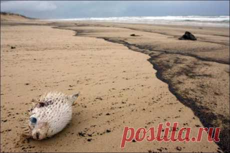 катастрофы с нефтяными танкерами фото : 11 тыс изображений найдено в Яндекс.Картинках