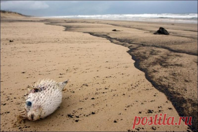 катастрофы с нефтяными танкерами фото : 11 тыс изображений найдено в Яндекс.Картинках