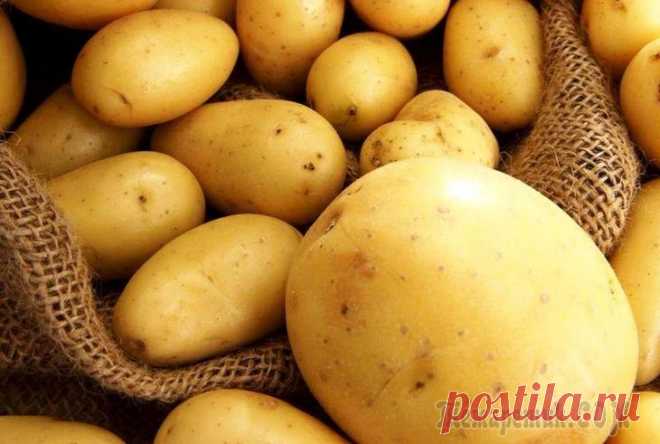 В какой почве лучше всего будет расти картофель?