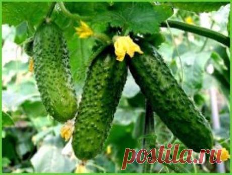 ПОЧЕМУ НЕ РАСТУТ ОГУРЦЫ, ПРИЧИНЫ.
• 1. Одно и тоже место
Это часто делают на небольших участках, где о севообороте можно только мечтать. Однако если огурцы уродились в прошлом году, это не значит, что даже при подкормке они будут хорошо плодоносить и в этом сезоне. В почве накапливаются болезни и вредители, которые на 2-3-й год могут одолеть ваши посадки. Например, огурцы, завязав 3-5 искривленных зеленцов, засохнут от пероноспороза.
• 2. Посадка переросшей рассады
Корневая система огурцов не