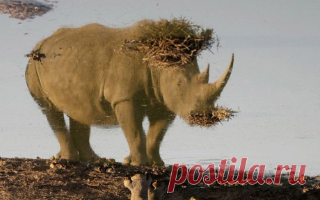 Жизнь интересных животных в фотографиях прошедшей недели — Фотоискусство