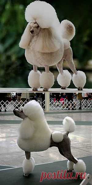 Большой королевский пудель.