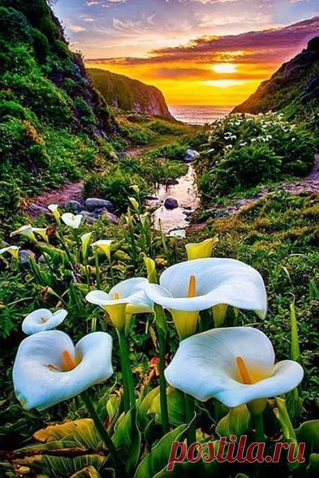 Долина диких калл, Калифорния, США