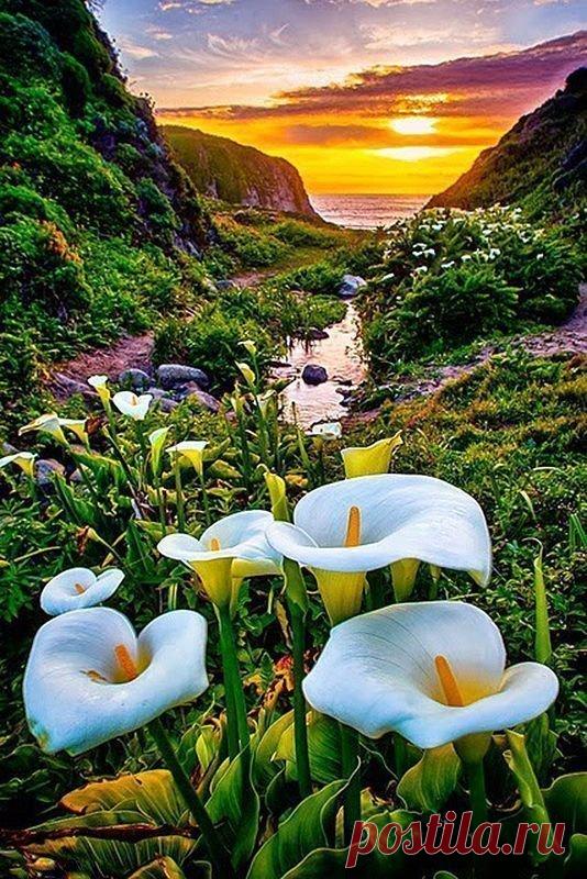 Долина диких калл, Калифорния, США