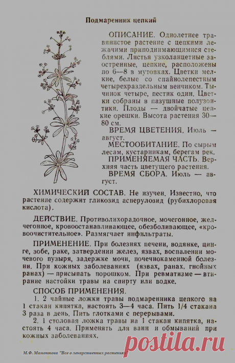 Подмаренник цепкий