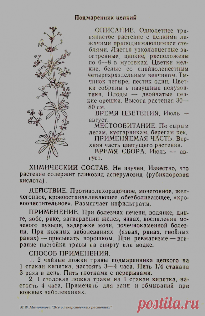Подмаренник цепкий
