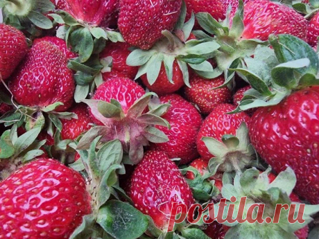 Почему клубника мельчает с каждым годом: узнайте правду до сбора урожая. Следуя этим правилам вы вернете своей клубнике былую славу крупной и сладкой ягоды.