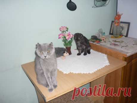 Муся и Жемчужина