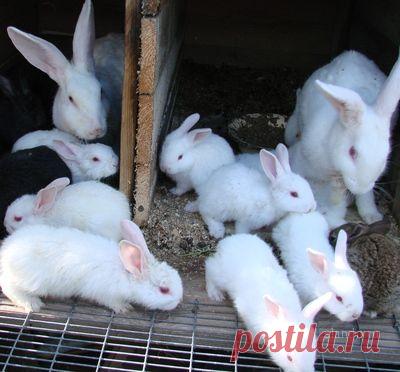 советы по разведению кроликов