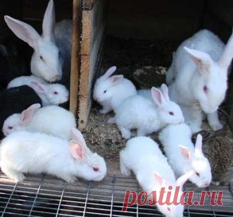 советы по разведению кроликов