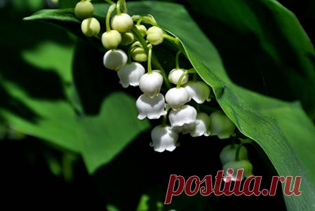 Принцесса Диана ввела в королевской семье опасную свадебную традицию